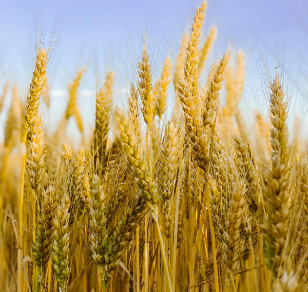 Natural Barley Breakfast for Weight Loss Pakistan