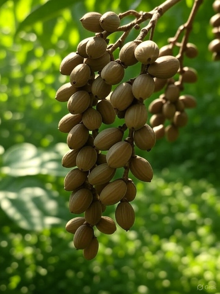 Premium Black Cardamom (Bari Elaichi) بڑی الائچی with strong aroma for Pakistani cooking