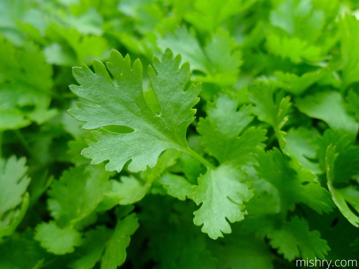 Parsley Leaves available in Pakistan