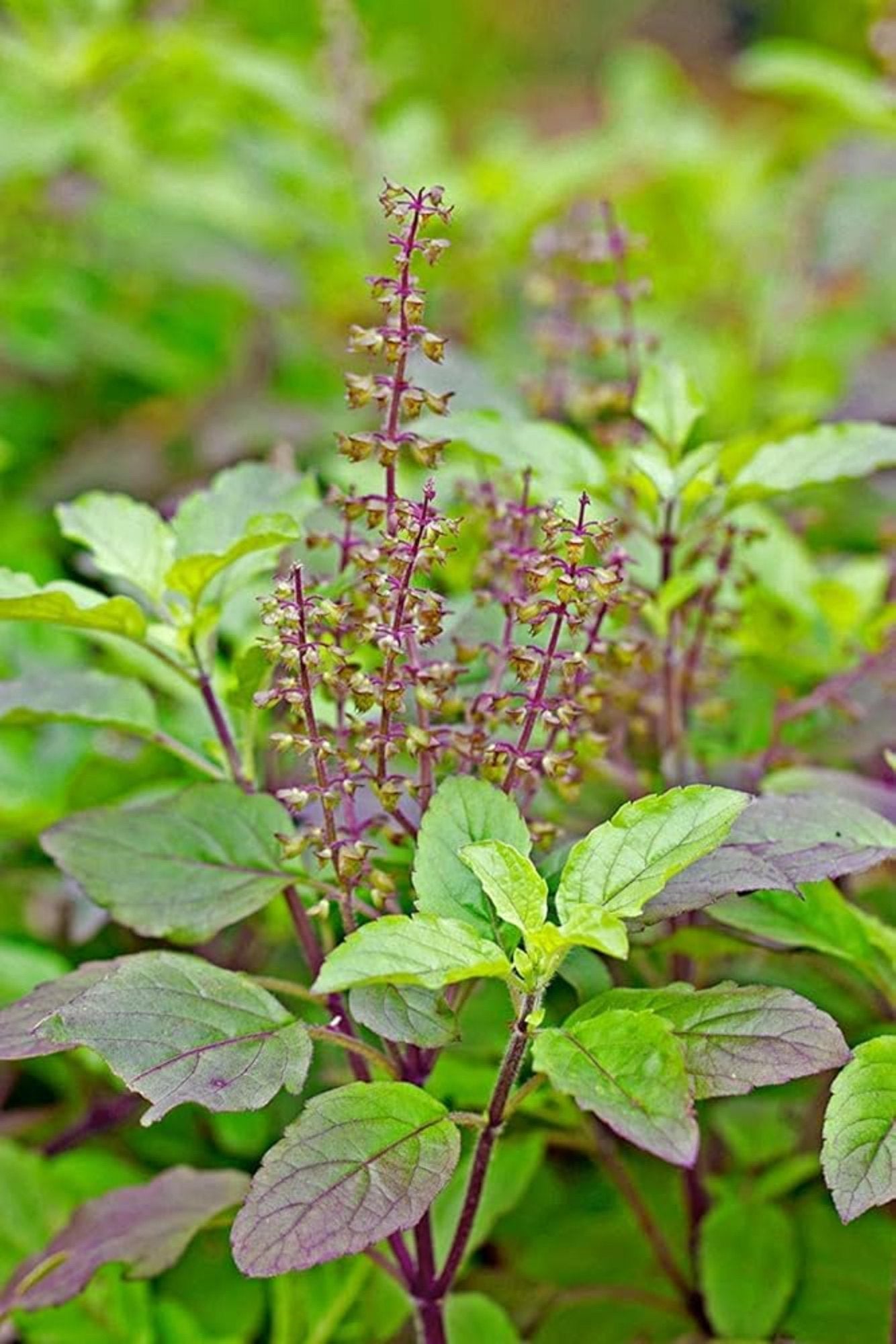 Organic Holy Basil (Tulsi) fresh leaves, hand-picked for teas, wellness, and natural remedies, 100% organic, ideal for tea, cooking, and traditional Ayurvedic use