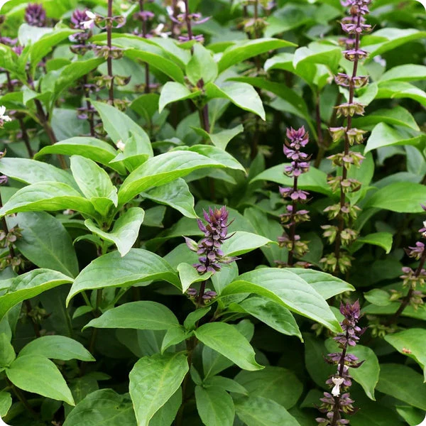 Organic Tulsi Seeds – Holy Basil