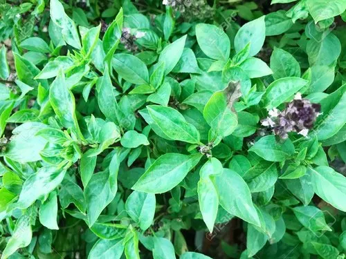 Naturally grown Ocimum basilicum for home cooking