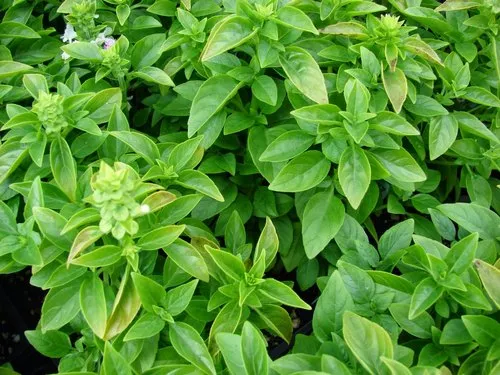 Buy fresh sweet basil online for pasta, pizza, and pesto