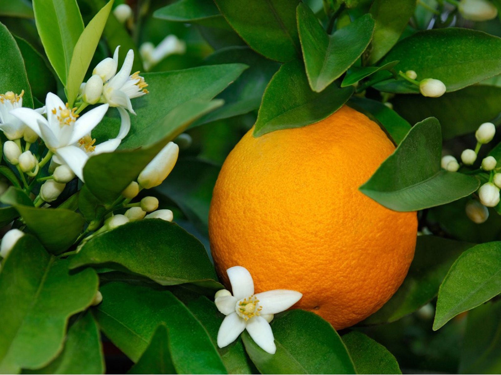 Natural unfiltered honey with delicate floral citrus flavor