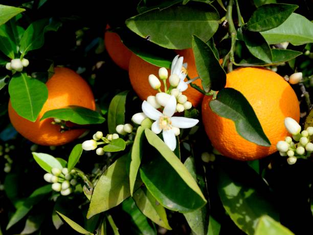 Orange blossom honey for digestion, skin health, and natural sweetness