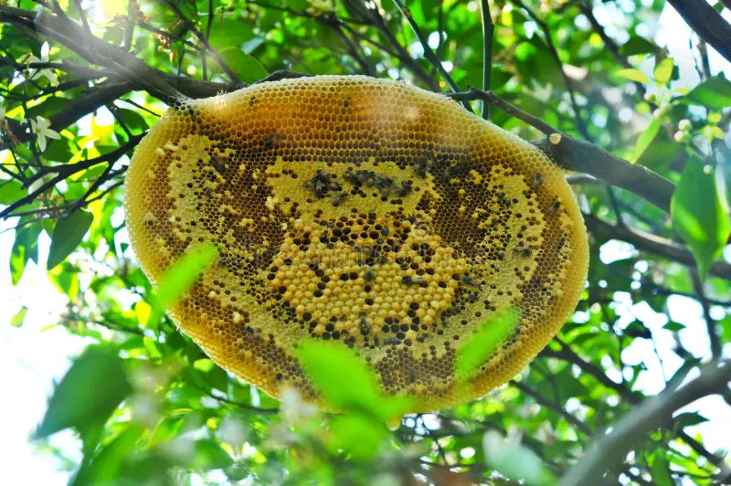 Premium quality citrus honey for drizzling over desserts and yogurt