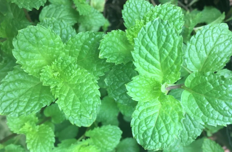 Chemical-free organic mint leaves hand-picked