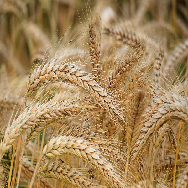 Natural Barley Breakfast for Weight Loss Pakistan