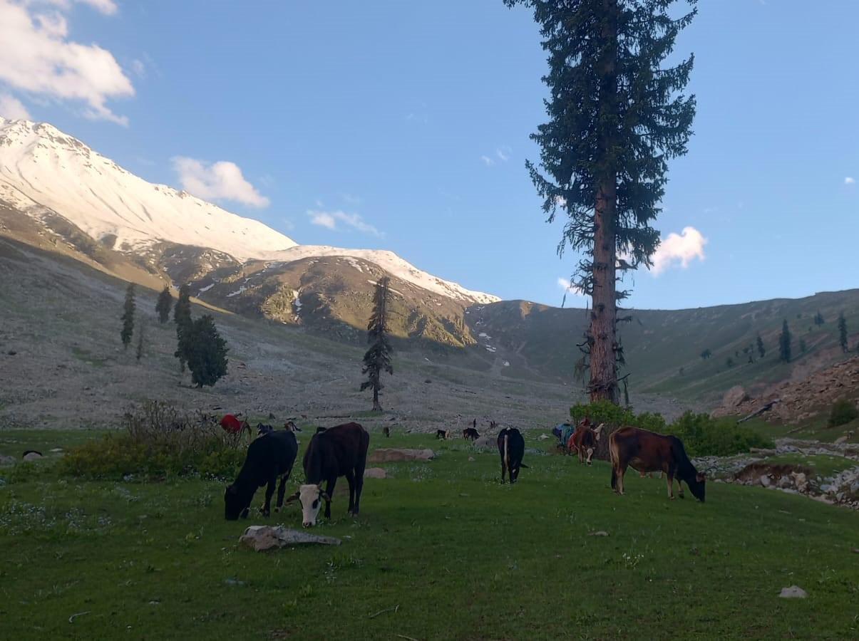 Pure Mankial Valley Goat Ghee – Grass & Natural Herb Fed Desi Goat Ghee from Swat | Organic Bilona Goat Milk Ghee